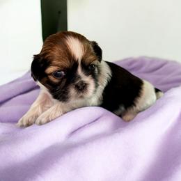 AKC-Sunny - Tricolor Shih Tzu puppy in Mooresville, North Carolina from Juji Shih Tzu