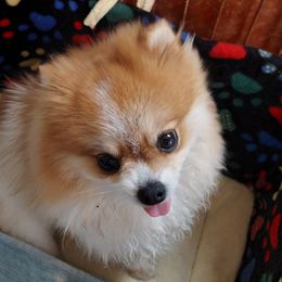 Buttons - Pomeranian