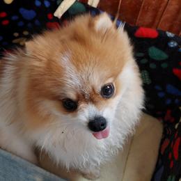 Buttons - Pomeranian