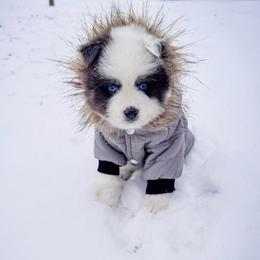 Snowdrop - Blue male Pomsky puppy in Venus, Pennsylvania from Hemlock Pines Pomsky