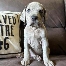 Pickles - Merle female Great Dane puppy in Sac City, Iowa from Northern Great Danes of Colorado & Iowa