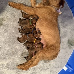 Irish Terrier and Scottish Terrier Puppies from Avonlea Terriers