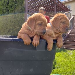 Labrador Retriever Puppies from SR Kennels