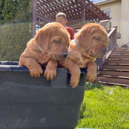 Labrador Retriever Puppies from SR Kennels