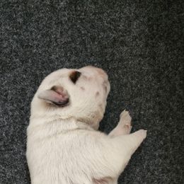 Australian Cattle Dog Puppies from Rosewood Farms Australian Cattle Dogs