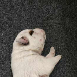 Australian Cattle Dog Puppies from Rosewood Farms Australian Cattle Dogs