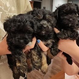 Poodle puppies from Winchester's Magic Yorkipoos & Poodles