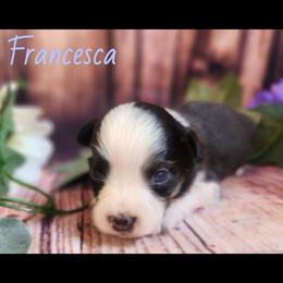 Francesca - Black tri female Miniature Australian Shepherd puppy in Macomb, Missouri from Faunus Farms and Aussies