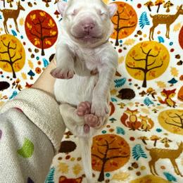 Nina - White female Siberian Husky puppy in Lunenburg, Vermont from SNOW WOOLY HUSKY