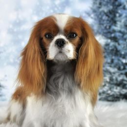 Leif - Cavalier King Charles Spaniel