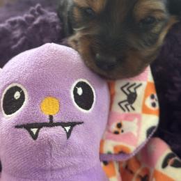 Dachshund Puppies from Hannau Doxies