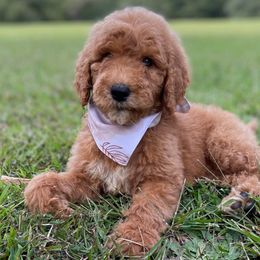 Vera - Goldendoodle puppy in Chesnee, South Carolina from Pampered Paws Unlimited