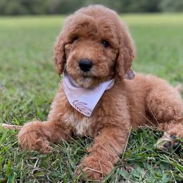 Vera - Goldendoodle puppy in Chesnee, South Carolina from Pampered Paws Unlimited
