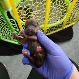 Yorkshire Terrier Puppies from Precious Paws LLC