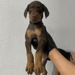 Dachshund and Doberman Pinscher Puppies from Texas Mini Dachshunds & Dobermans