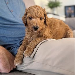 Divot - Red male Bernedoodle puppy in Orland, California from Shockley’s Elite Doodles