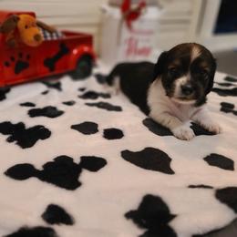Dachshund Puppies from Belinda's little darlings dachshunds
