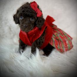 Macey - Brown female Poodle puppy in Newcomerstown, Ohio from Sheri’s Lil Angel’s