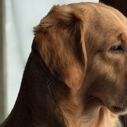 Golden Retrievers from Sunridge Goldens