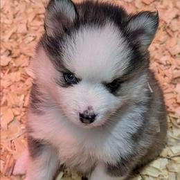 BxE g1 - Black and white female Pomsky puppy in Charlotte, Michigan from Moore Pomskies