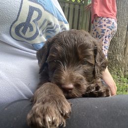 Labradoodle Puppies from Molly’s Doodles