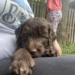 Labradoodle Puppies from Molly’s Doodles