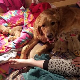 Golden Retriever Puppies from Goldens of Hamm Hollow