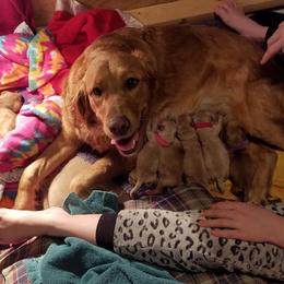 Golden Retriever Puppies from Goldens of Hamm Hollow