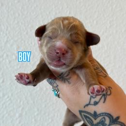 Boy 4 - Caramel red male Australian Labradoodle puppy in Valley Springs, California from Blue Denim Doodles