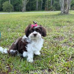 Shichon Puppies from Log Cabin Teddy Bears