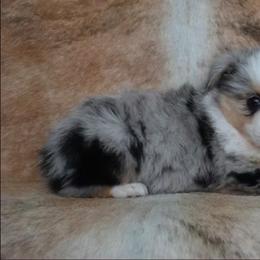 Sterling - Blue merle male Miniature Australian Shepherd puppy in Sw, Wisconsin from Driftless Australian Shepherds