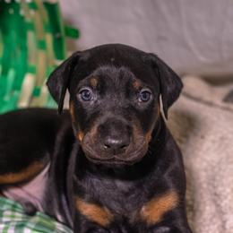 Lime Boy - Black and rust male Doberman Pinscher puppy in Shelby, North Carolina from IronBee Dobermans