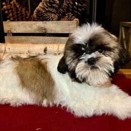 Boy 3( Blitzen) - Gold and white male Shih Tzu puppy in North Carolina from WillowCreek Mountain View Shih Tzu