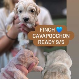 Finch - male Cavapoochon puppy in Whitehouse, Texas from Cavapoochon Central