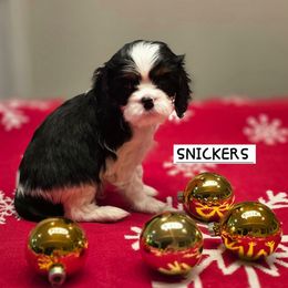 SNICKERS - Tri-color male Cavalier King Charles Spaniel puppy in Lehi, Utah from Angels and Nobility Cavaliers