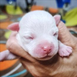 Sizzle - Blue and white female Staffordshire Bull Terrier puppy in Dallas, Texas from Wild Blue Staffords