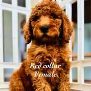 Girl 1(red) - female Double Doodle puppy in Bakersfield, California from Honey Bee Doodles