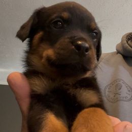 Boy 2 - Black and mahogany male Rottweiler puppy in Ridgeland, South Carolina from VHK Rottweilers
