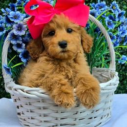 Gracie's Pink Girl - Red  female Goldendoodle puppy in Kountze, Texas from Texas Doodles LLC