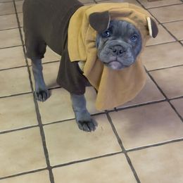 Olde English Bulldogge Puppies from Gods Of Olympus Bulldogges