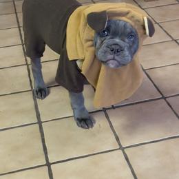 Olde English Bulldogge Puppies from Gods Of Olympus Bulldogges