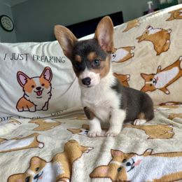 Pembroke Welsh Corgi Puppies from Carolina cotton candy corgis