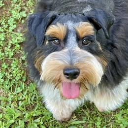 Mikey - Miniature Schnauzer