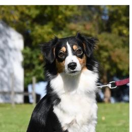 Tiny - Miniature American Shepherd