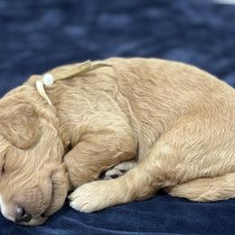 Goldendoodle Puppies from Unike Puppies