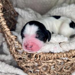 Hope - Black white and tan female English Springer Spaniel puppy in Swainsboro, Georgia from Sweet Georgia Springers