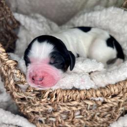 Hope - Black white and tan female English Springer Spaniel puppy in Swainsboro, Georgia from Sweet Georgia Springers