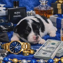 Tri spotted boy - Black and white male Havanese puppy in Vinita, Oklahoma from Locust Creek Shih Tzu & Havanese