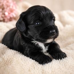Mabel (Pink) - Black phantom female Aussiedoodle puppy in Byron, Georgia from Southern Olive Doodles 🫒