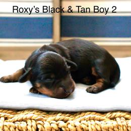 Black and Tan Boys - Black and tan male Dachshund puppy in Burkesville, Kentucky from Bline’s Awesome Aussies & Doxies at the Bline Family Farm